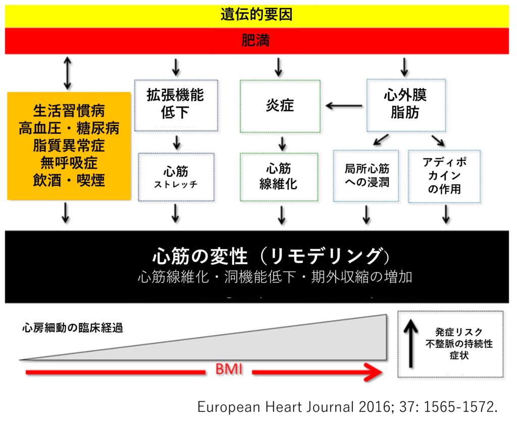 肥満と心房細動の関係
